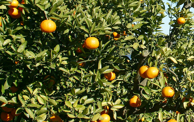 Tangerine orange picking