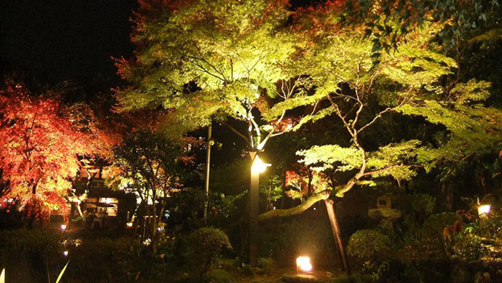 Yugawara Art Musum’s Illuminated Momiji Leaves & Nighttime Museum