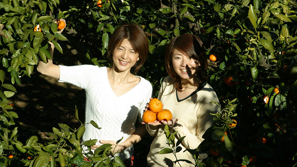 Tangerine Orange Picking